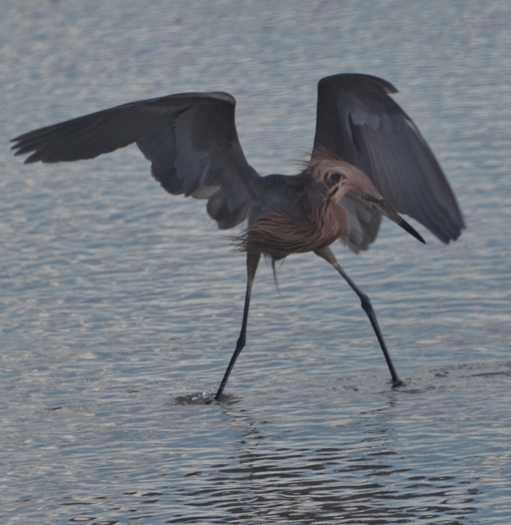 heron in water 